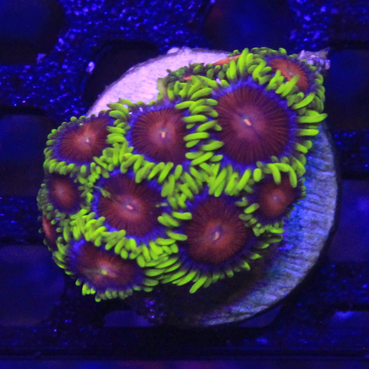 Yellow Brick Road Zoa