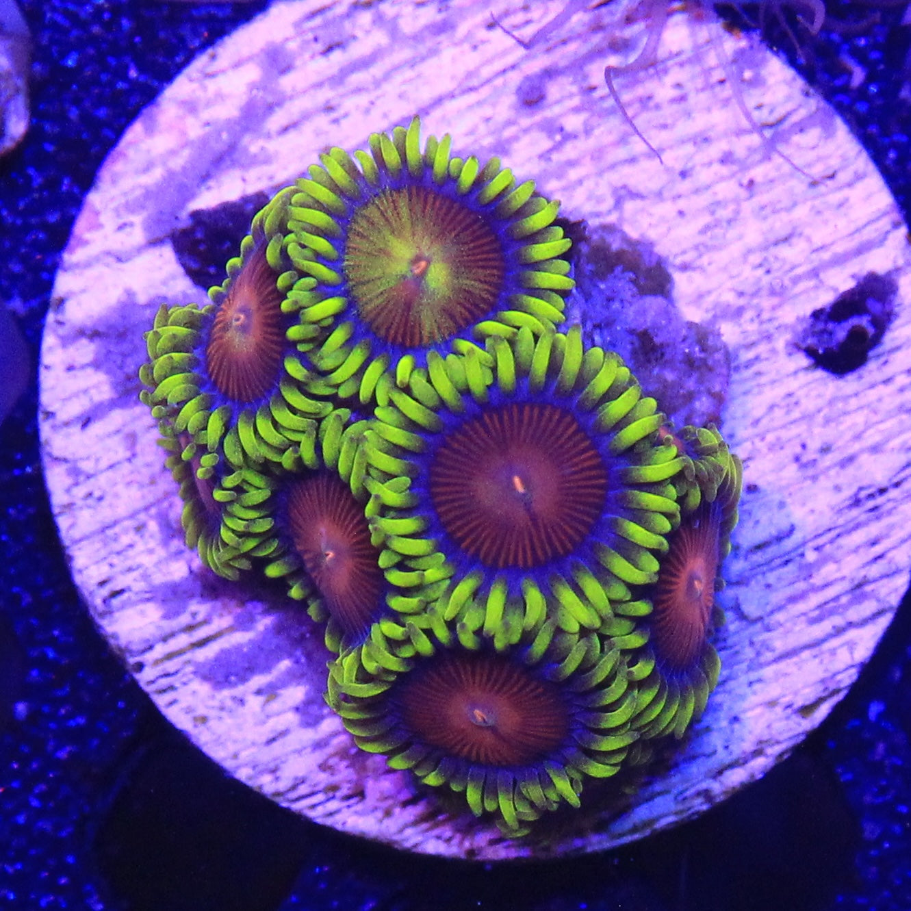 Yellow Brick Road Zoa