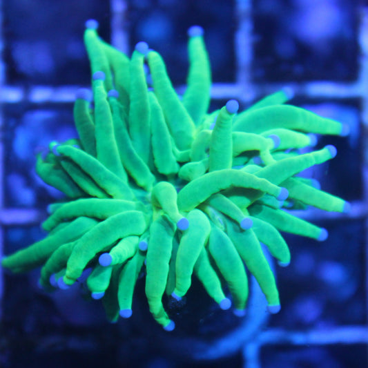 Yellow Holy Grail Torch