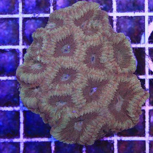 Yellow Prism Favia Colony