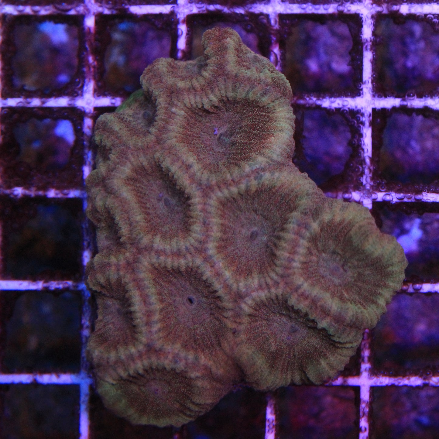 Yellow Prism Favia Colony