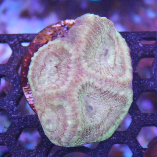 Yellow Prism Favia
