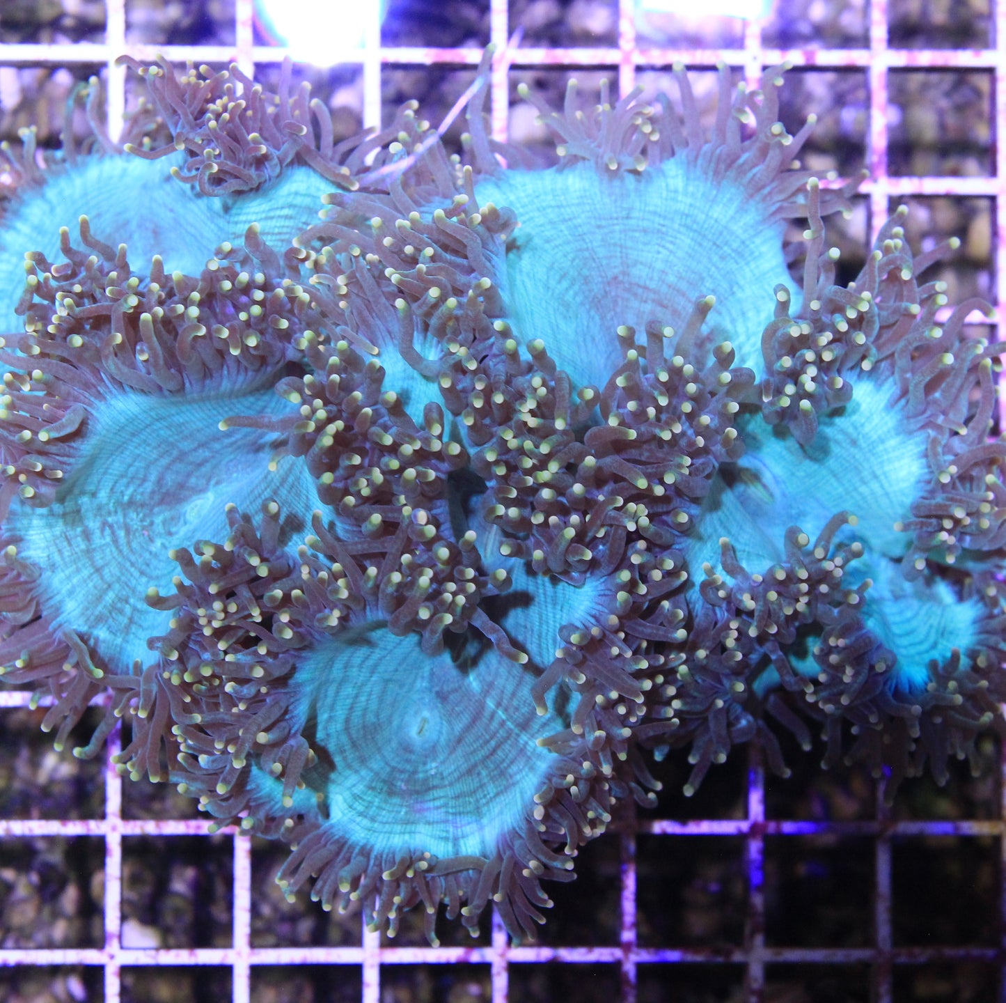 Yellow Tip Elegance